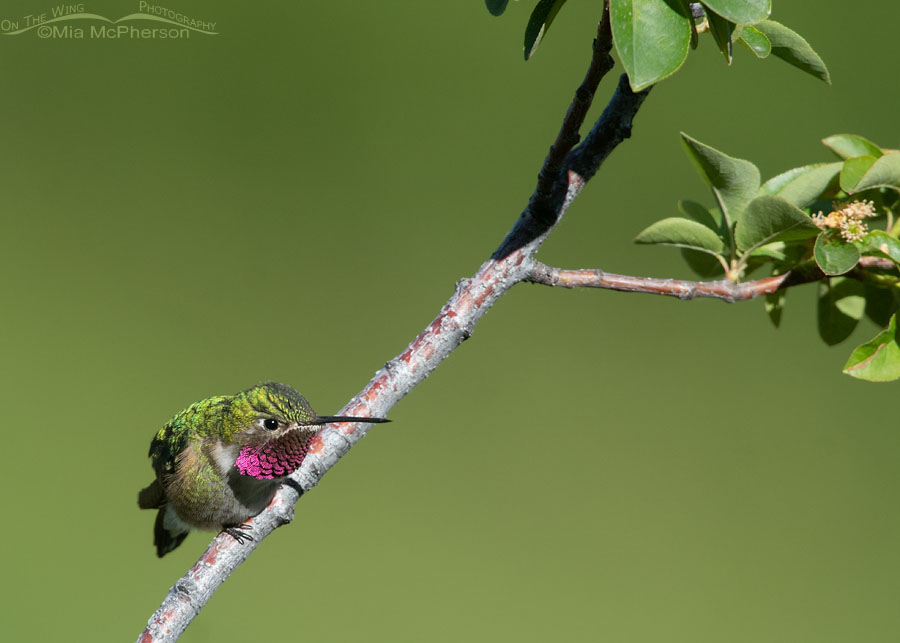 Broad-tailed Hummingbird male on a Chokecherry tree branch, Wasatch Mountains, Morgan County, Utah