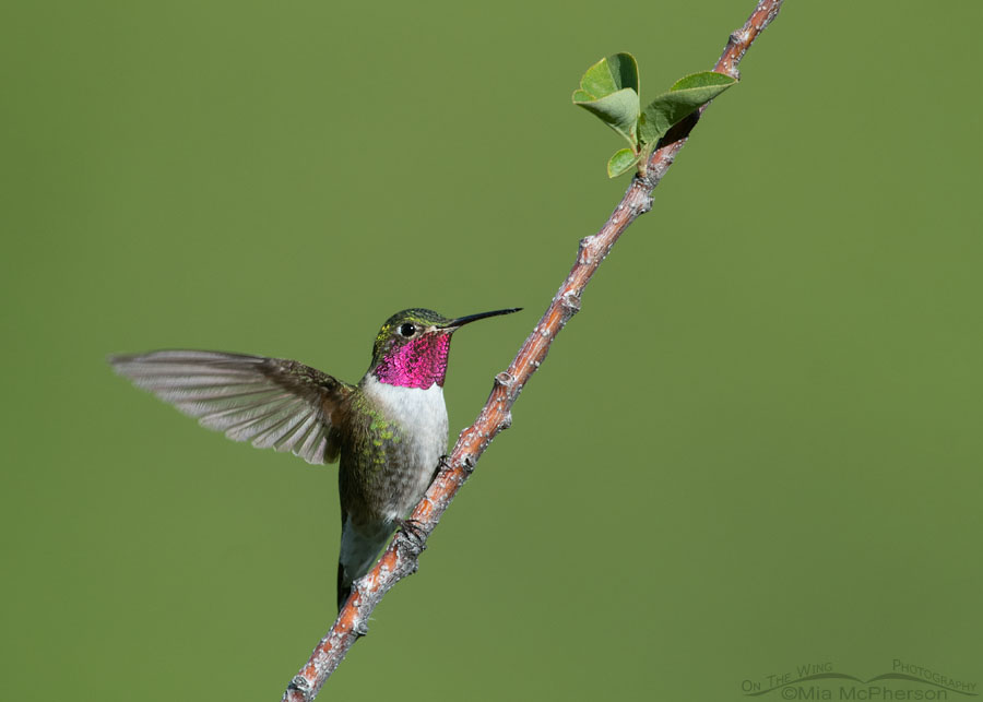 Male Broad-tailed Hummingbird landing on a Chokecherry branch, Wasatch Mountains, Morgan County, Utah