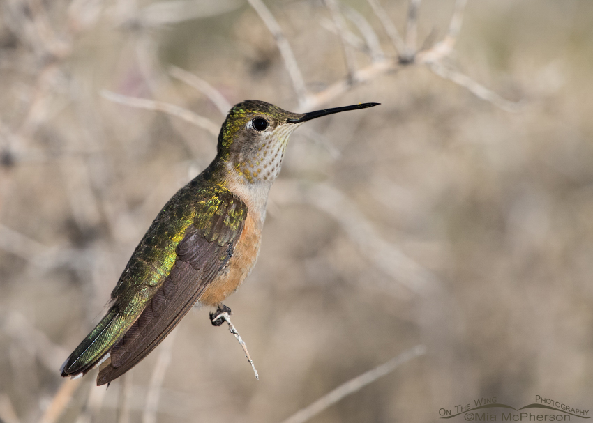 Perched female Broad-tailed Hummingbird, Antelope Island State Park, Davis County, Utah