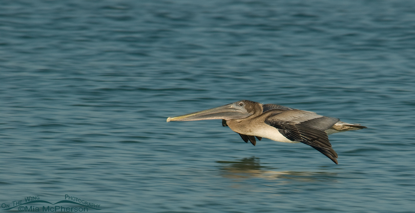 Juvenile Brown Pelican gliding over the Gulf of Mexico, Fort De Soto County Park, Pinellas County, Florida