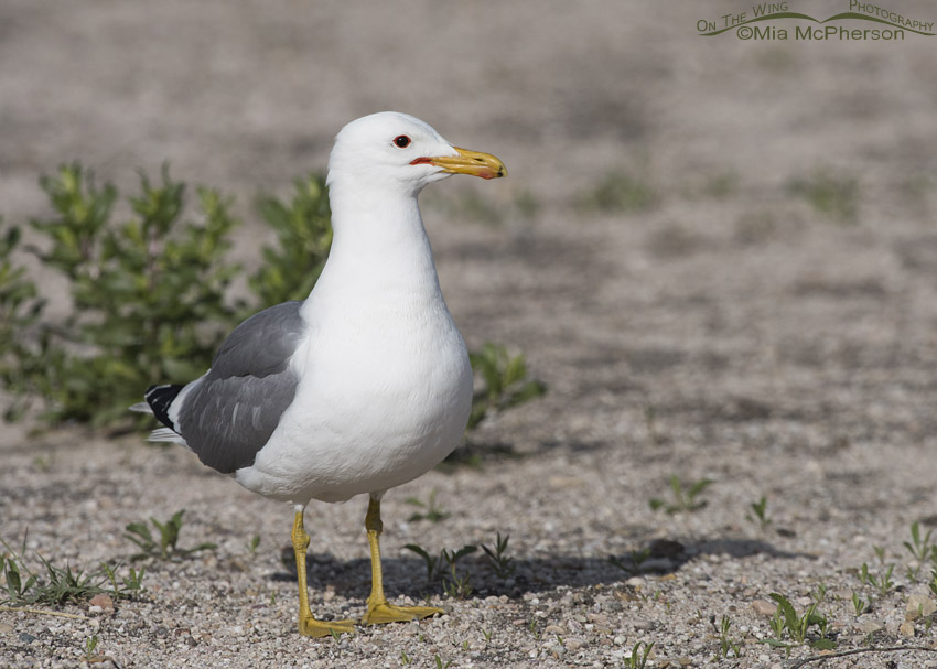 Adult California Gull in breeding plumage on Antelope Island State Park, Davis County, Utah