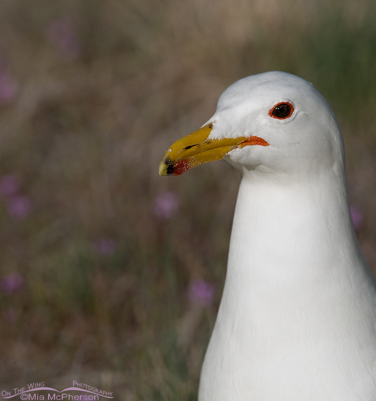 California Gull Images