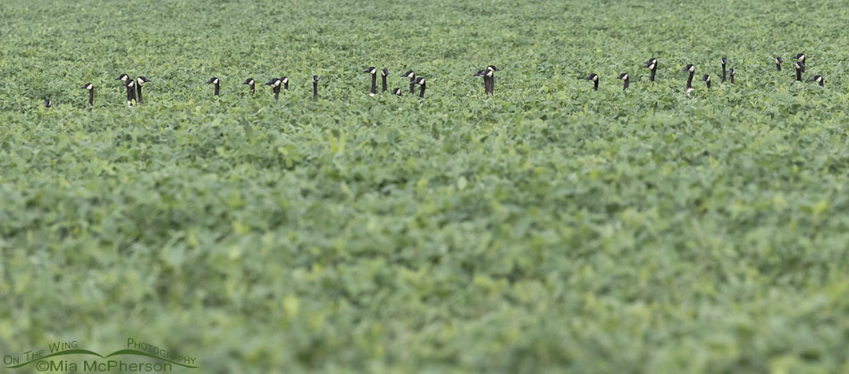 Canada Geese in a soy bean field, Sequoyah National Wildlife Refuge, Oklahoma