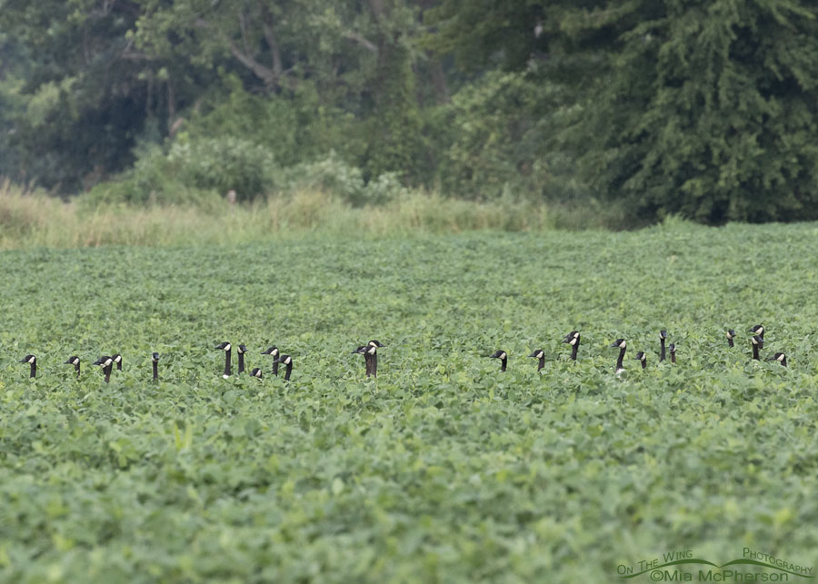 Canada Geese in a soy bean field at Sequoyah NWR, Sequoyah National Wildlife Refuge, Oklahoma