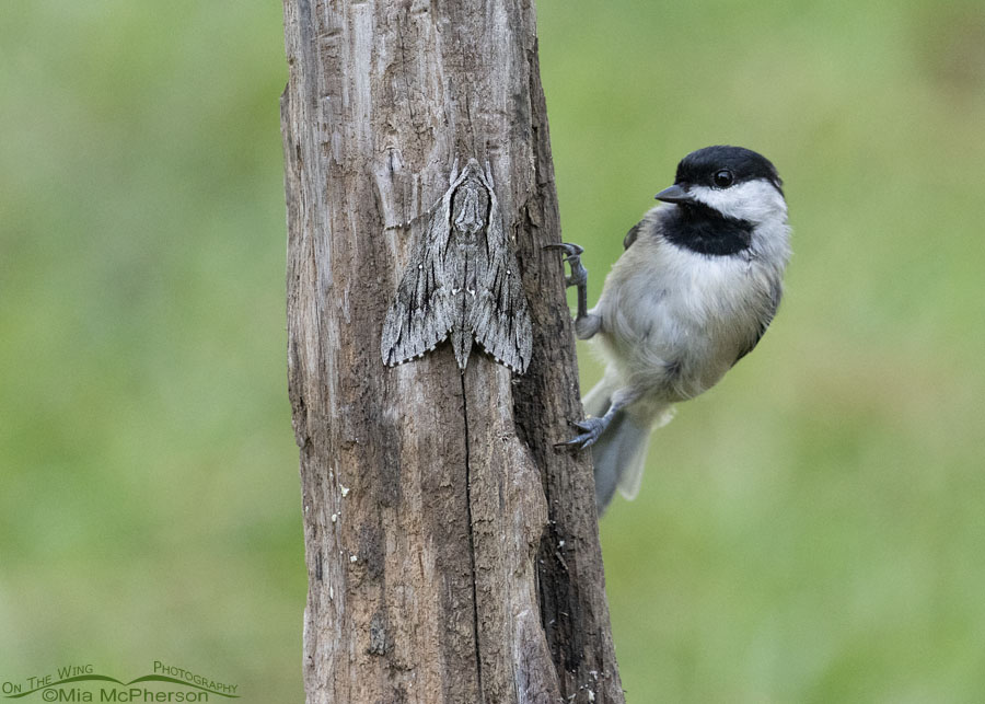 Carolina Chickadee and a Trumpet Vine Sphinx moth, Sebastian County, Arkansas