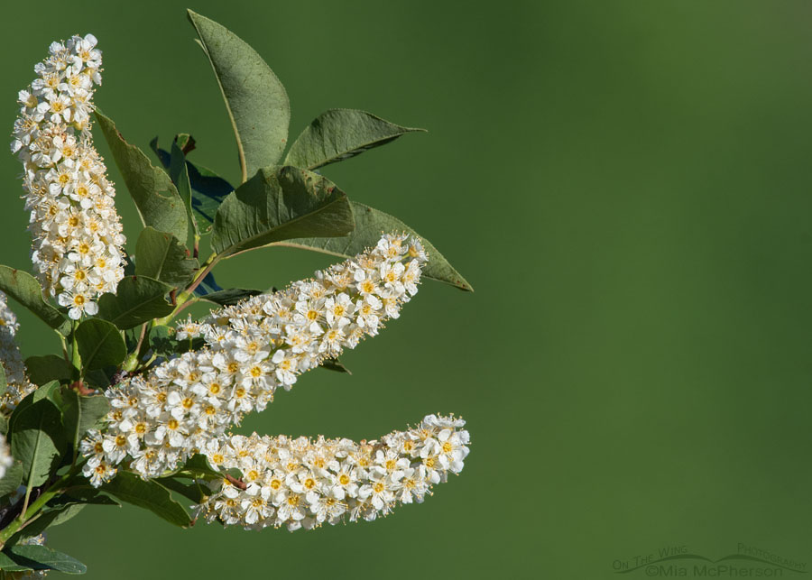 Chokecherry in full bloom, Wasatch Mountains, Morgan County, Utah