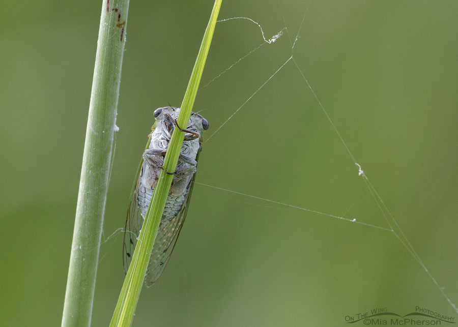 Cicada clinging to grass, Sequoyah National Wildlife Refuge, Oklahoma