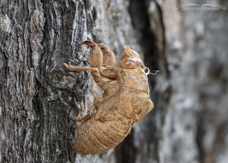 Cicada shell on a pine tree, Sebastian County, Arkansas