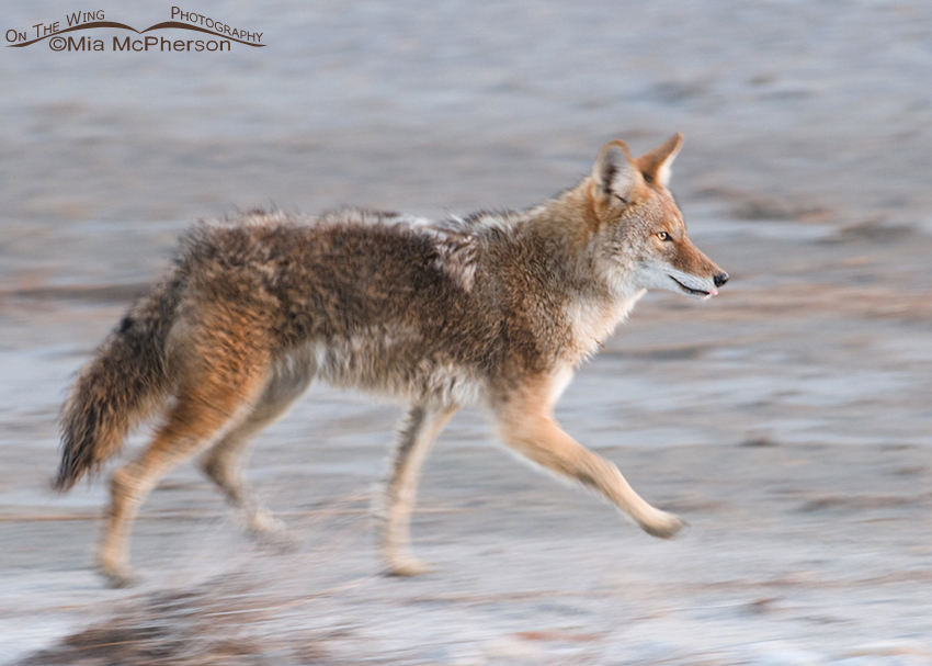 Coyote Blur, Antelope Island State Park, Davis County, Utah