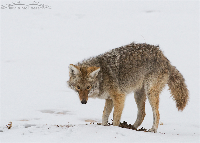 Coyote giving me a direct stare, Antelope Island State Park, Davis County, Utah