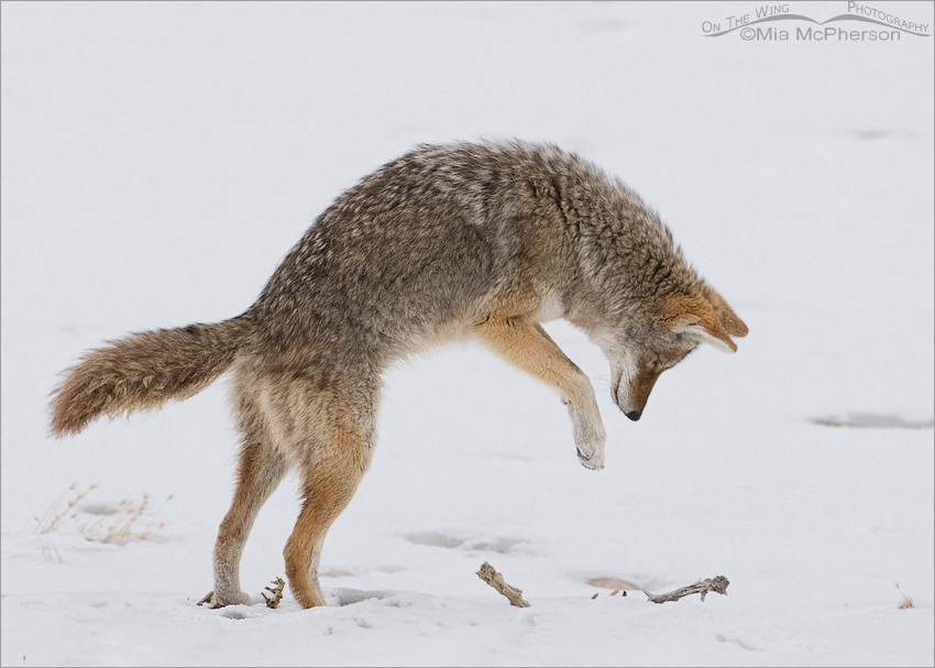 Coyote in a pounce position, Antelope Island State Park, Davis County, Utah