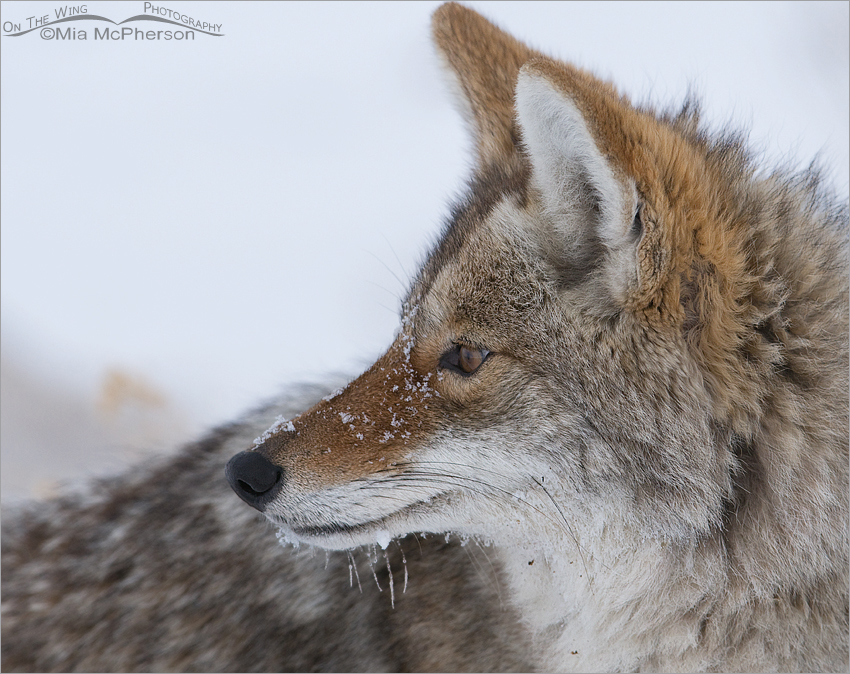 Winter Coyote portrait, Antelope Island State Park, Davis County, Utah