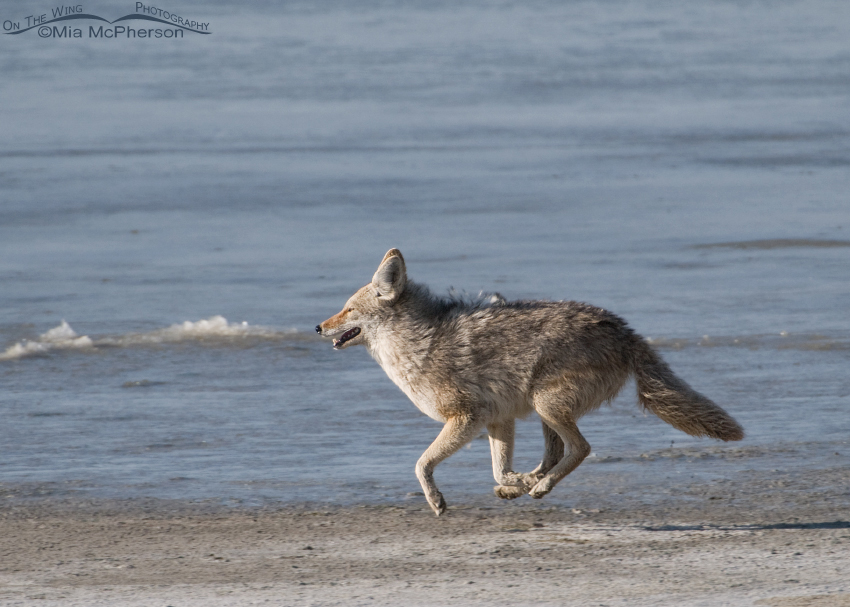 Coyote running along the causeway, Antelope Island State Park, Davis County, Utah