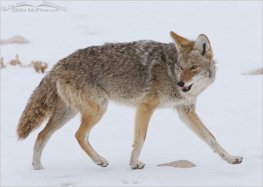 Coyote licking its chops, Antelope Island State Park, Davis County, Utah