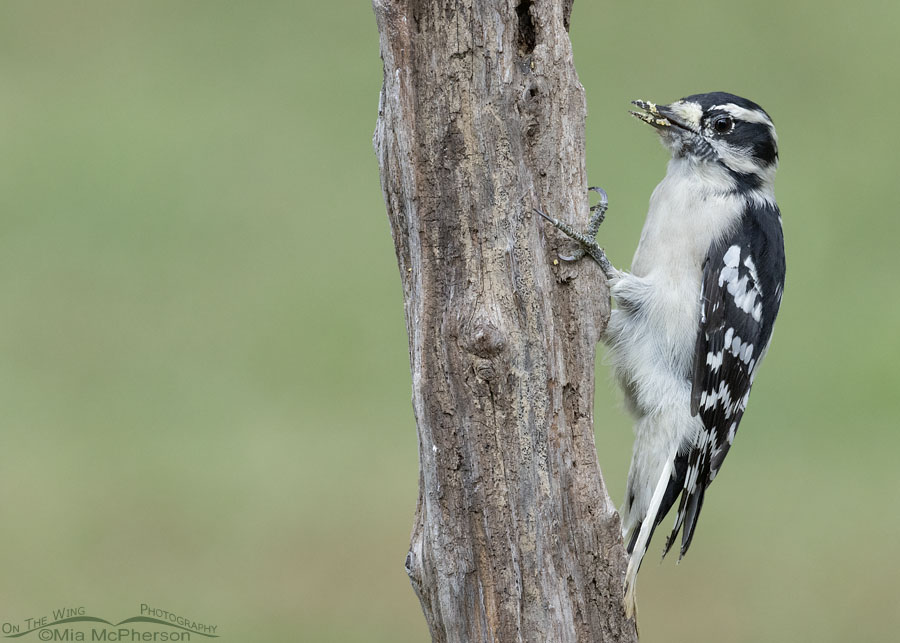 Adult female Downy Woodpecker with a suet covered bill, Sebastian County, Arkansas