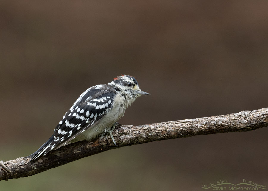 Young Downy Woodpecker in defensive mode, Sebastian County, Arkansas