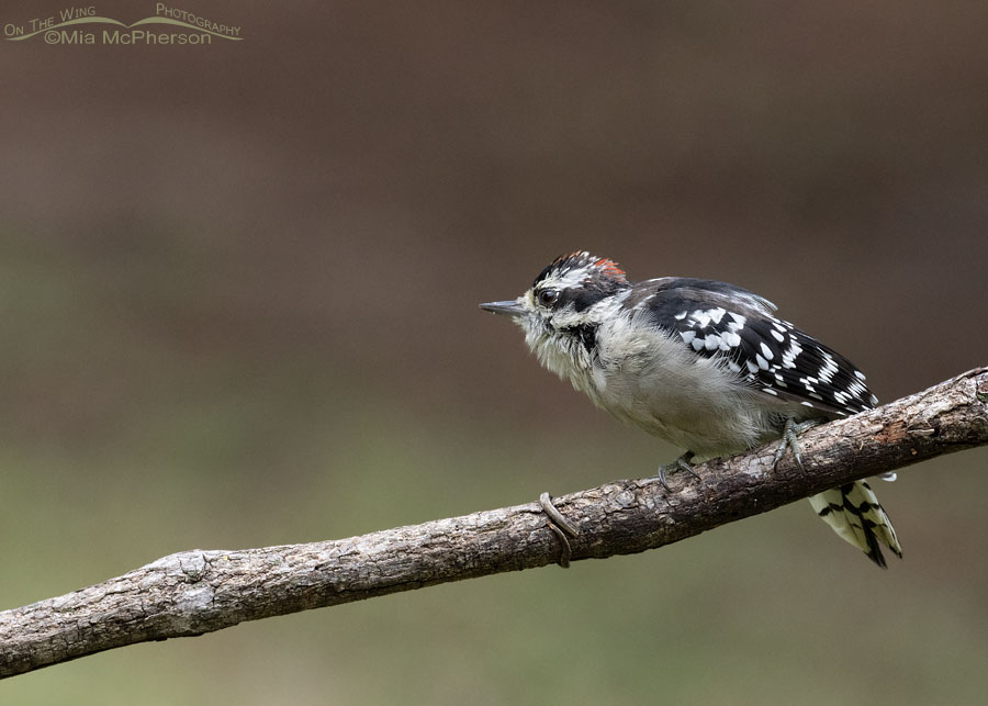 Young Downy Woodpecker in defensive pose, Sebastian County, Arkansas