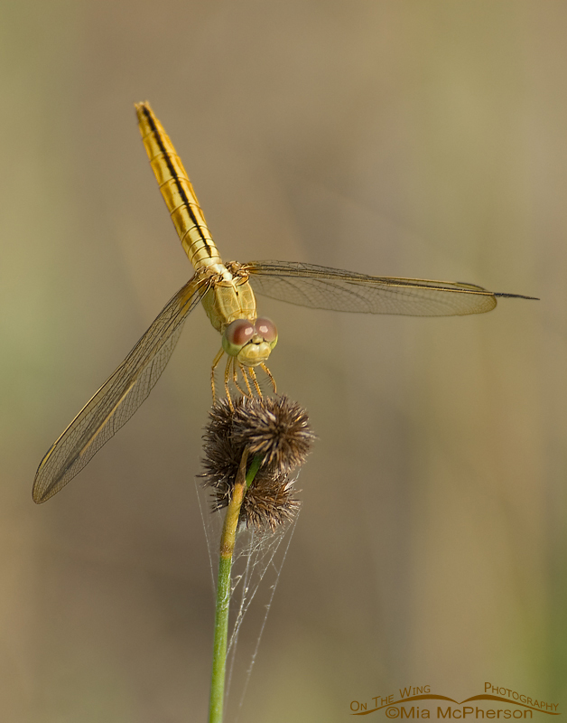 Golden Odonata – Female Scarlet Skimmer, Roosevelt Wetland, Pinellas County, Florida