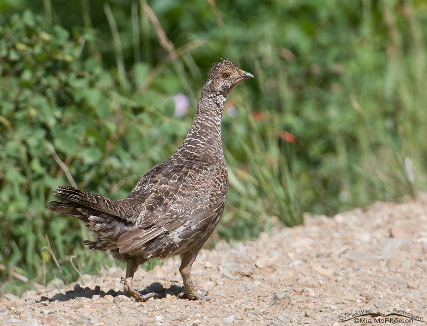 Female Dusky Grouse in the Wasatch Mountain Range, Wasatch Mountains, Wasatch National Forest, Skyline Drive, Davis County, Utah