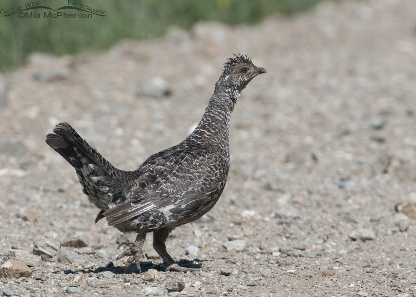 Female Dusky Grouse walking across Sky Line Drive in the Wasatch Mountains, Wasatch National Forest, Skyline Drive, Davis County, Utah