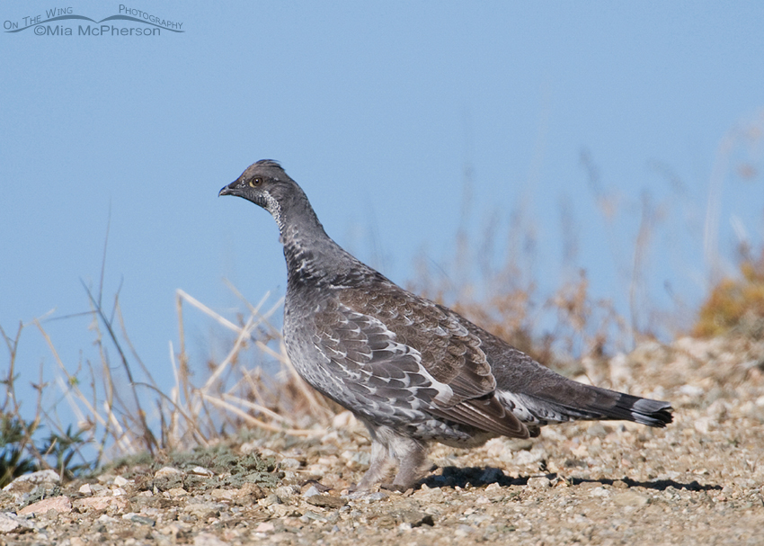 Male Dusky Grouse on Sky Line Drive up Farmington and Bountiful Canyons, Wasatch National Forest, Skyline Drive, Davis County, Utah