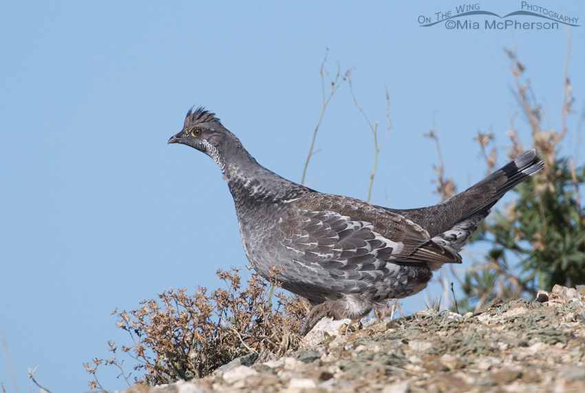 Dusky Grouse male up Bountiful Canyon, Wasatch Mountains, Wasatch National Forest, Skyline Drive, Davis County, Utah