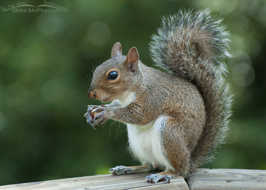 Eastern Gray Squirrel nibbling on a granola nugget, Sawgrass Lake Park, Pinellas County, Florida