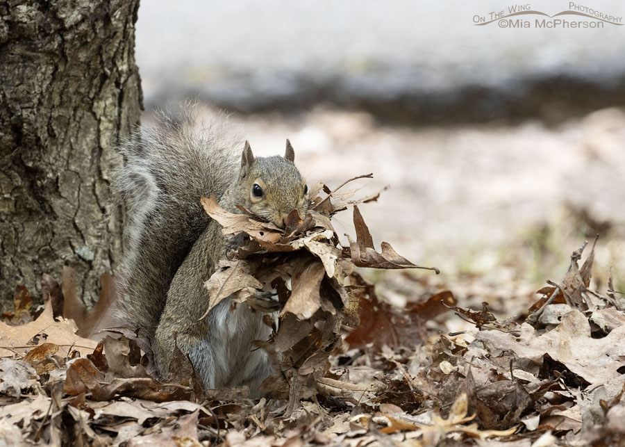 Female Eastern Gray Squirrel gathering leaves, Mount Magazine State Park, Logan County, Arkansas