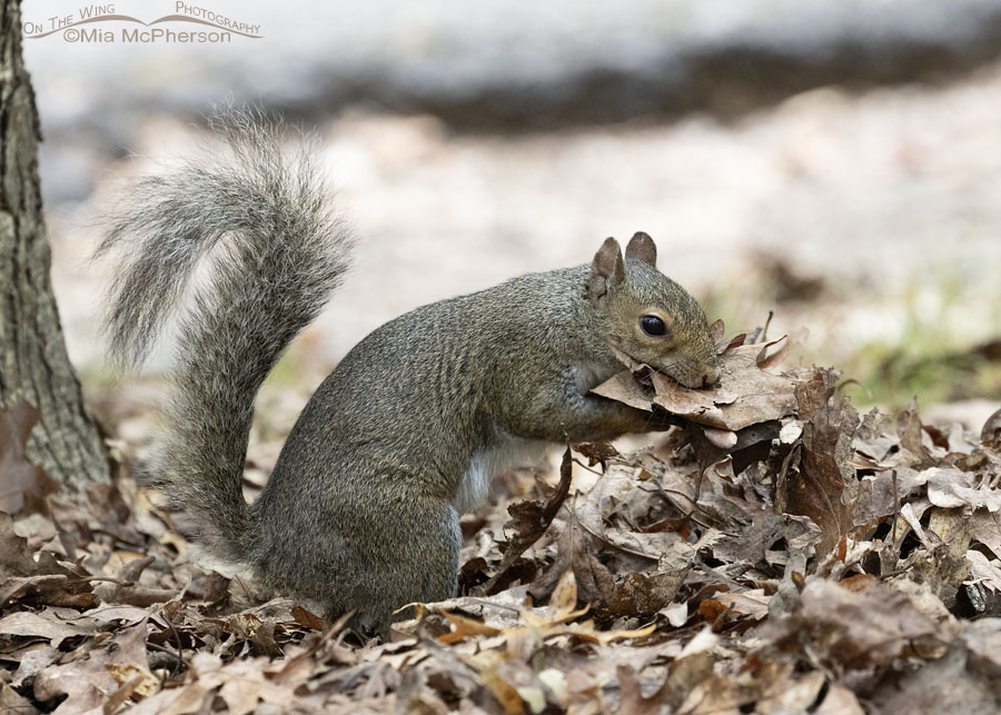 Female Eastern Gray Squirrel gathering leaves for a nest, Mount Magazine State Park, Logan County, Arkansas