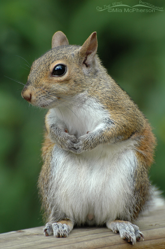 Eastern Gray Squirrel, Sawgrass Lake Park, Pinellas County, Florida