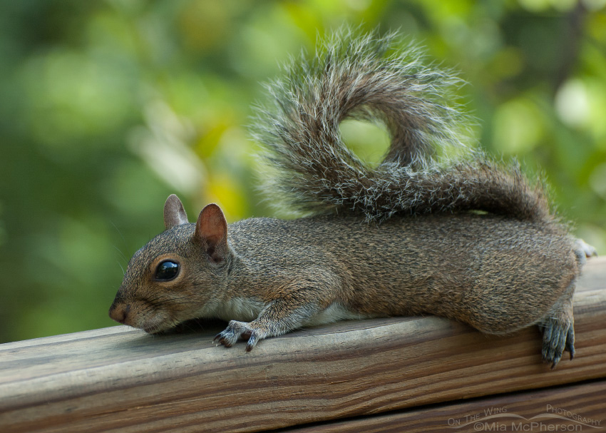 Resting Eastern Gray Squirrel at Sawgrass Lake Park, Florida