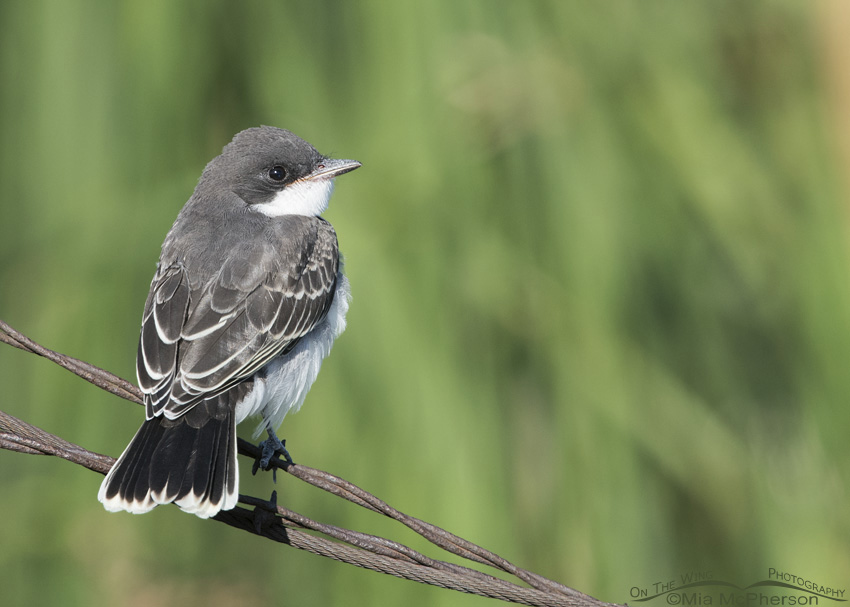 Juvenile Eastern Kingbird perched on wires, Farmington Bay WMA, Davis County, Utah