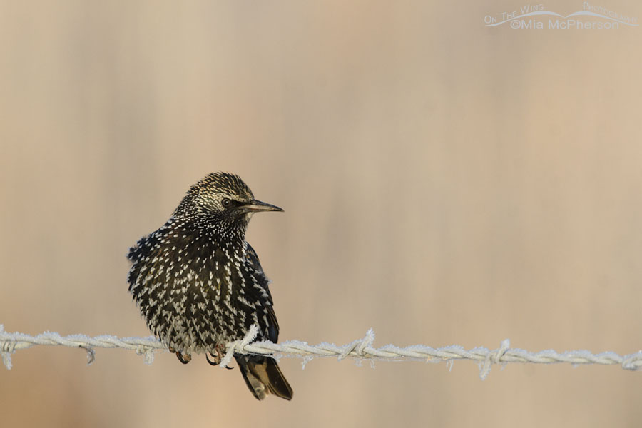 European Starling perched on frosty barb wire, Farmington Bay WMA, Davis County, Utah