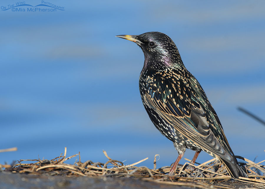 European Starling at a pond's edge, Salt Lake County, Utah