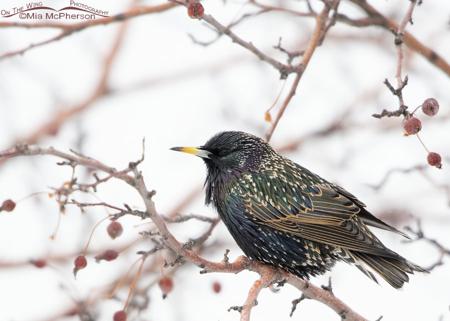 European Starling perched in a Crabapple tree, Salt Lake County, Utah