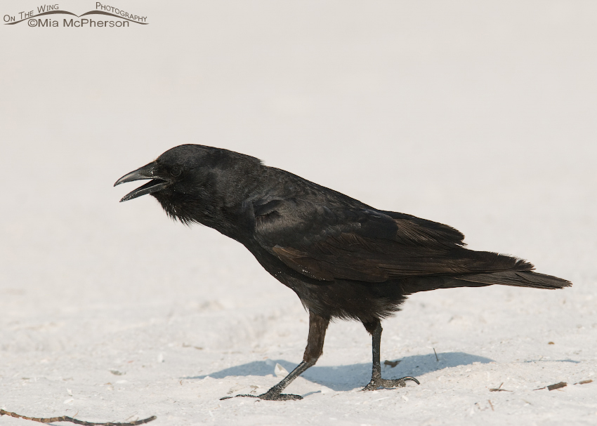 Calling Fish Crow, Fort De Soto County Park, Pinellas County, Florida