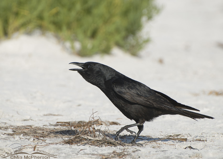 Calling Crow, Fort De Soto County Park, Pinellas County, Florida