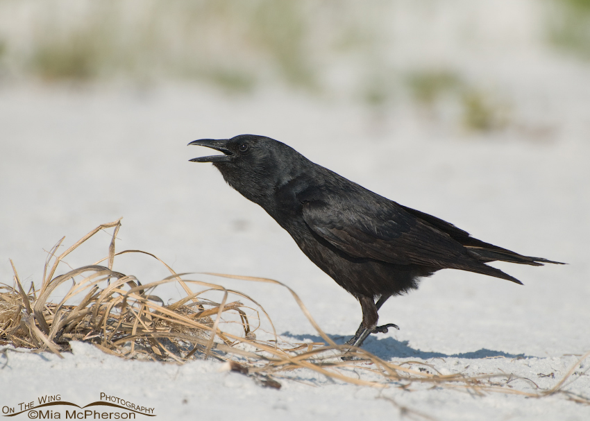 Calling Fish Crow, Fort De Soto County Park, Pinellas County, Florida