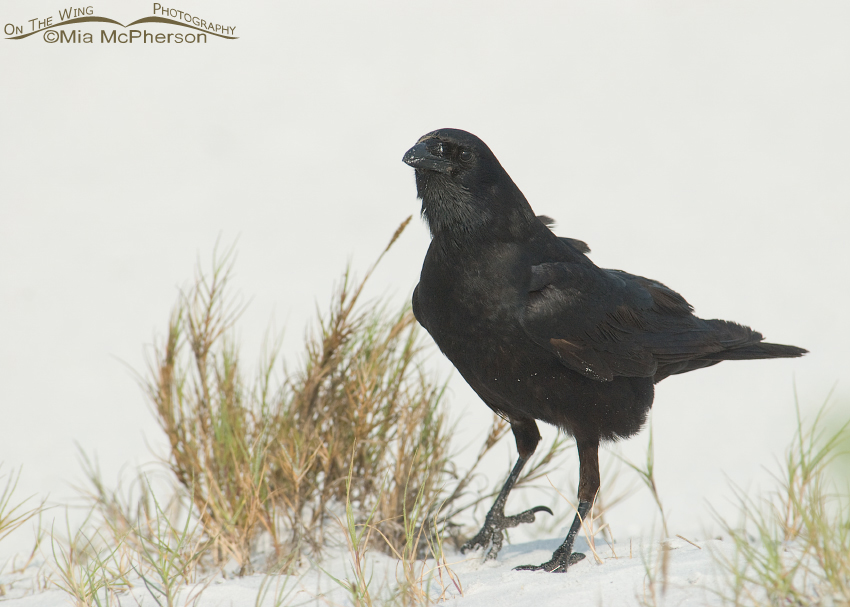 Fish Crow close up, Fort De Soto County Park, Pinellas County, Florida