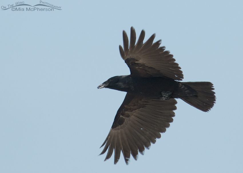 Fish Crow in flight over Egmont Key, Egmont Key, Pinellas County, Florida