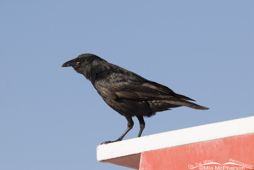 Fish Crow on lifeguard stand, Fort De Soto County Park, Pinellas County, Florida