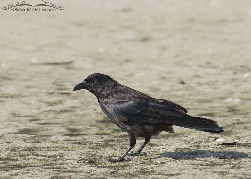 Fish Crow foraging the mudflats, Fort De Soto County Park, Pinellas County, Florida