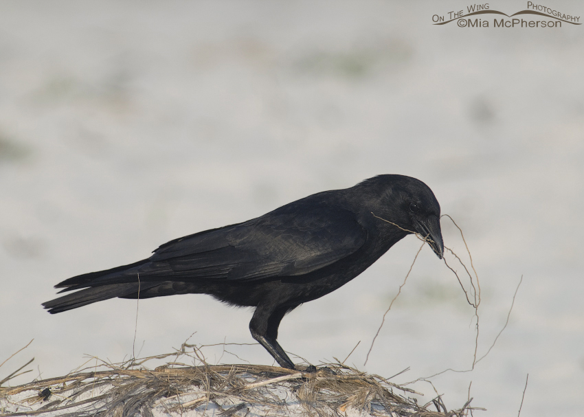 Fish Crow at Fort De Soto with nesting materials, Fort De Soto County Park, Pinellas County, Florida