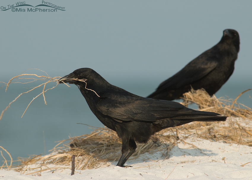 Fish Crow pair looking for nesting materials, Fort De Soto County Park, Pinellas County, Florida