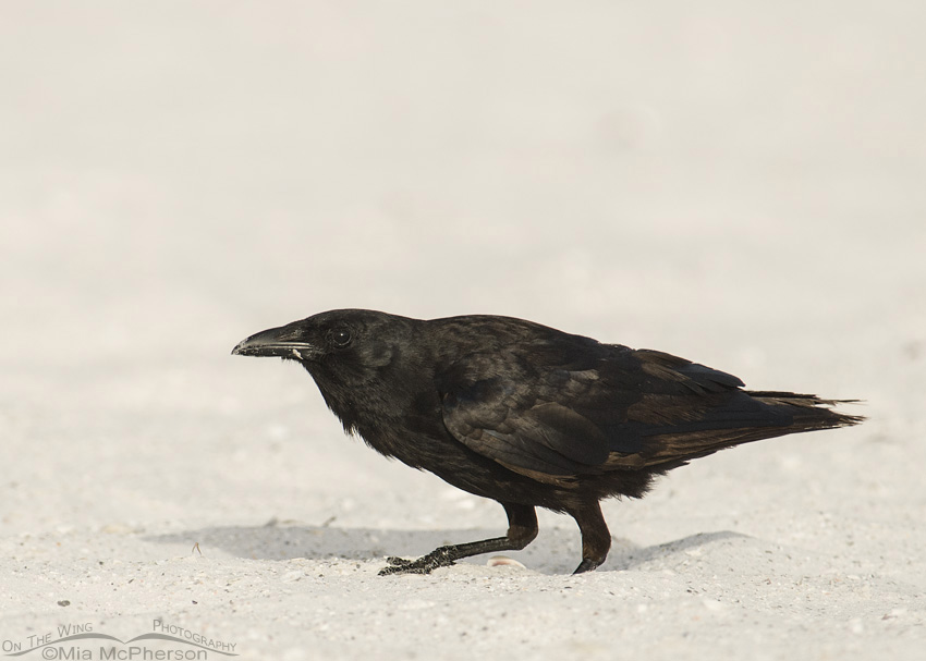 Fish Crow crouching in the sand, Fort De Soto County Park, Pinellas County, Florida