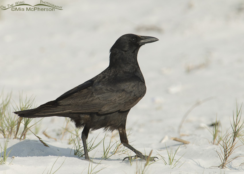 Strutting Fish Crow, Fort De Soto County Park, Pinellas County, Florida