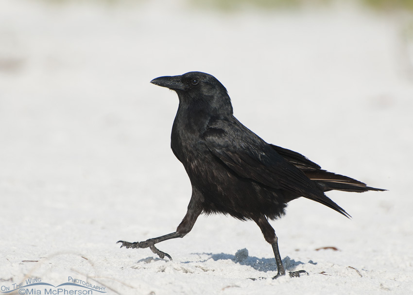 Fish Crow walking past me, Fort De Soto County Park, Pinellas County, Florida