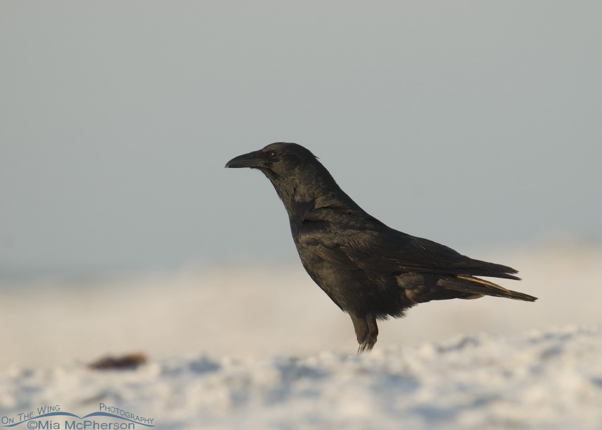 Fish Crow in blowing wind, Fort De Soto County Park, Pinellas County, Florida