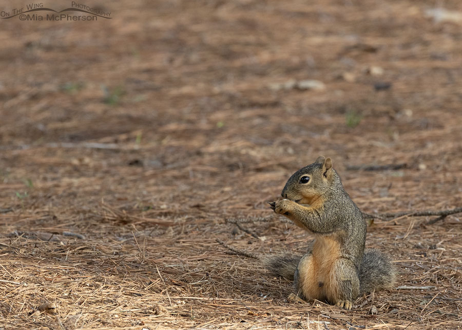 Male Fox Squirrel nibbling on fallen acorns, Sebastian County, Arkansas