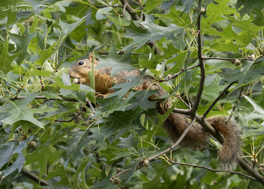 Male Fox Squirrel chowing down on acorns, Sebastian County, Arkansas